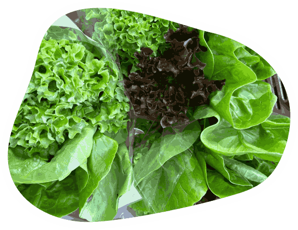 fresh and loose vegetables at the farm shop